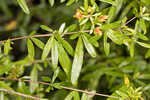 Early St. Johnswort